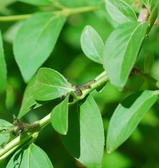 Apareophora forsythiae