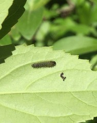 Apareophora forsythiae
