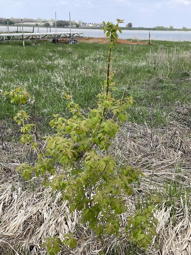 box elder