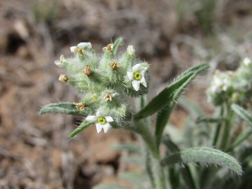 Image of Oreocarya suffruticosa by (c) Anders Hastings, some rights reserved (CC BY)