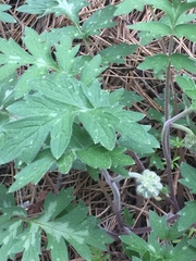 Hydrophyllum occidentale