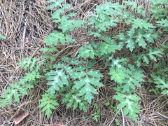 Hydrophyllum occidentale