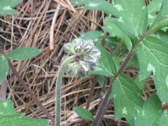 Hydrophyllum occidentale