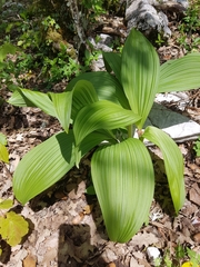 Veratrum nigrum