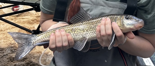 Greater jumprock (Moxostoma lachneri) — Catostomidae — 5