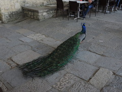 Pavo cristatus