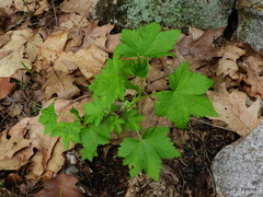 Ribes glandulosum