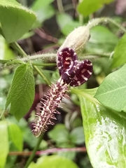Aristolochia pilosa