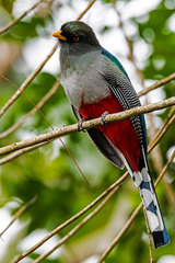 Priotelus roseigaster