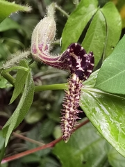 Aristolochia pilosa, photograph Eduardo Chacón Madrigal, CC BY, iNaturalist via GBIF
