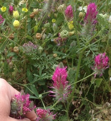 Trifolium purpureum