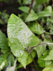 Aristolochia pilosa, photograph Eduardo Chacón Madrigal, CC BY, iNaturalist via GBIF