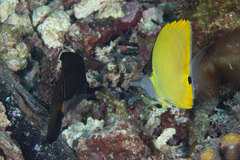 Forcipiger longirostris