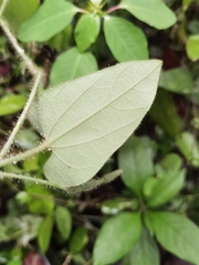 Aristolochia pilosa, photograph Eduardo Chacón Madrigal, CC BY, iNaturalist via GBIF