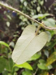 Aristolochia pilosa, photograph Eduardo Chacón Madrigal, CC BY, iNaturalist via GBIF