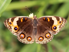 Junonia orithya wallacei