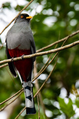 Priotelus roseigaster
