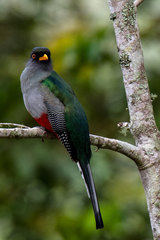 Priotelus roseigaster