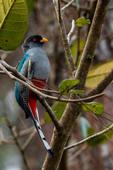 Priotelus roseigaster