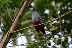 Priotelus roseigaster