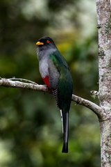 Priotelus roseigaster