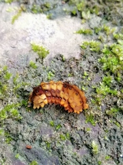 Eterusia aedea formosana