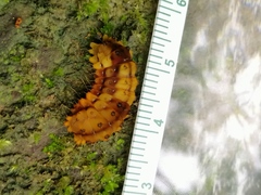 Eterusia aedea formosana