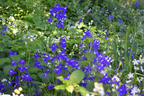 Image of Delphinium trolliifolium by (c) Gail A Baker, some rights reserved (CC BY)