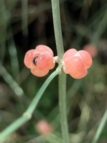Image of Ephedra pedunculata by no rights reserved