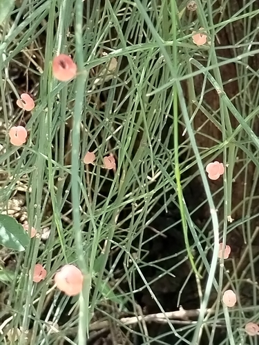 Image of Ephedra pedunculata by no rights reserved