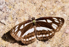 Phaedyma columella singa