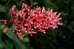 Aechmea fulgens