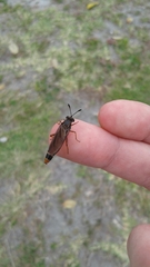 Phyllomydas parvulus
