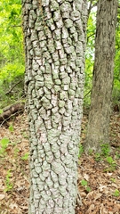 Diospyros virginiana