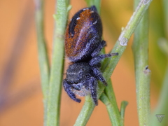 Phidippus ardens