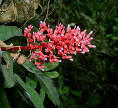 Aechmea fulgens
