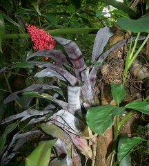 Aechmea fulgens