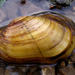 Lampsilis siliquoidea - Photo (c) Jesse Weinzinger,  זכויות יוצרים חלקיות (CC BY-NC), הועלה על ידי Jesse Weinzinger
