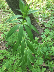 Lilium canadense