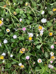 Bellis perennis