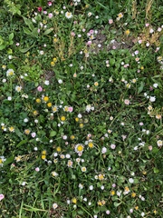 Bellis perennis