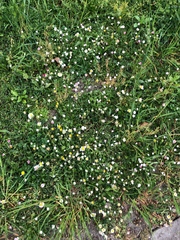 Bellis perennis