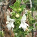 White Hedge-Nettle - Photo (c) Giuseppe Buscemi, some rights reserved (CC BY-NC), uploaded by Giuseppe Buscemi