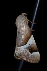 Niceteria macrocosma