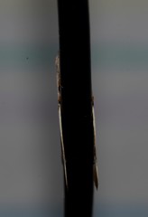 Niceteria macrocosma