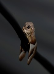 Niceteria macrocosma