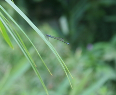 Acanthagrion