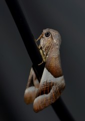 Niceteria macrocosma