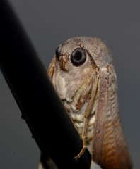 Niceteria macrocosma