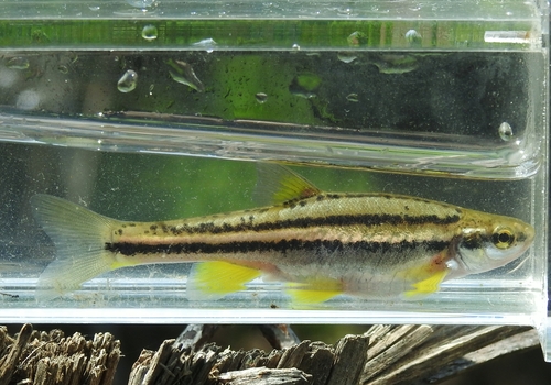 Southern Redbelly Dace